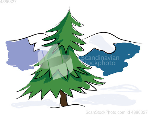 Image of A green pine tree with the background of blue snow-covered mount