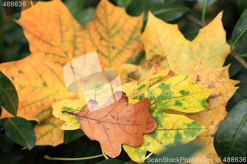 Image of Leaves