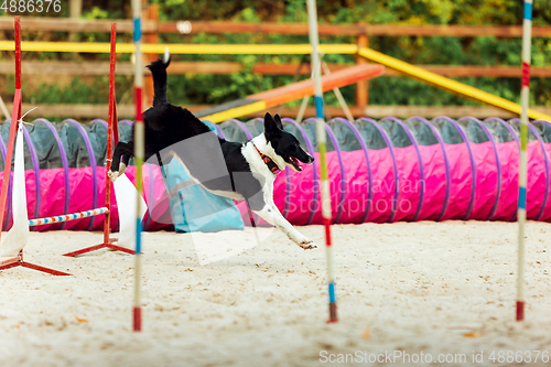 Image of Sportive dog performing during the show in competition