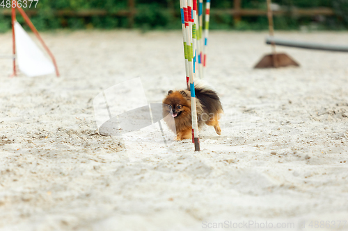 Image of Little cute Spitz dog performing during the show in competition