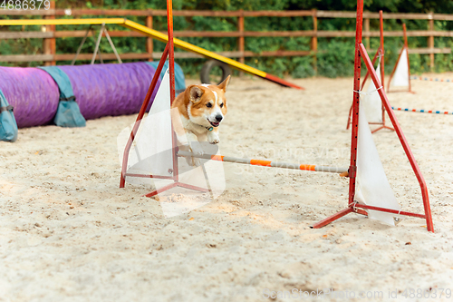 Image of Little cute Corgi dog performing during the show in competition