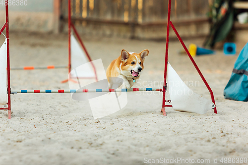 Image of Little cute Corgi dog performing during the show in competition