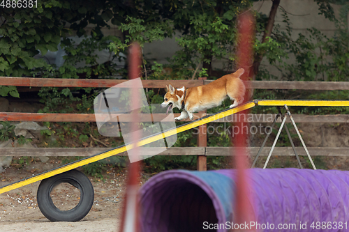 Image of Little cute Corgi dog performing during the show in competition