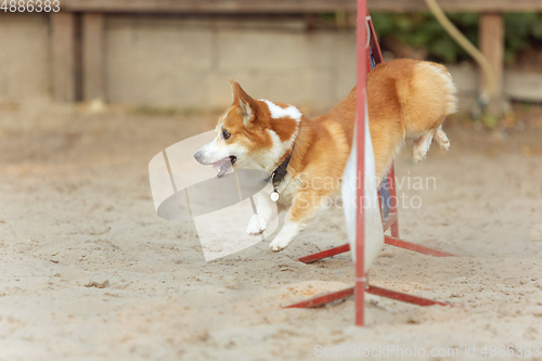 Image of Little cute Corgi dog performing during the show in competition