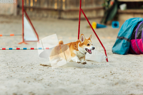 Image of Little cute Corgi dog performing during the show in competition