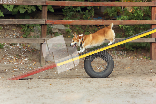 Image of Little cute Corgi dog performing during the show in competition