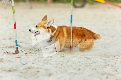 Image of Little cute Corgi dog performing during the show in competition