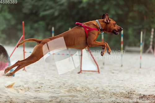 Image of Sportive dog performing during the show in competition