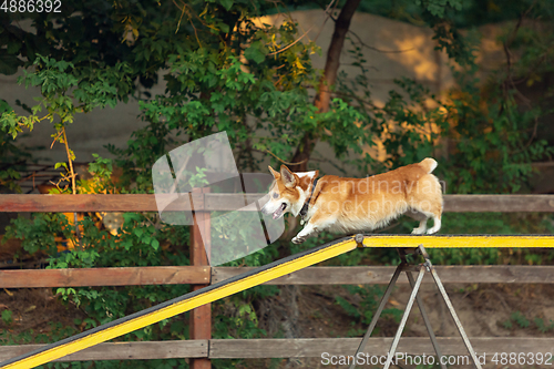 Image of Little cute Corgi dog performing during the show in competition