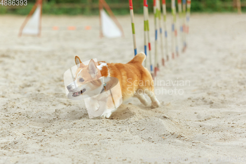 Image of Little cute Corgi dog performing during the show in competition