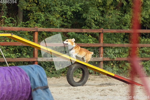 Image of Little cute Corgi dog performing during the show in competition