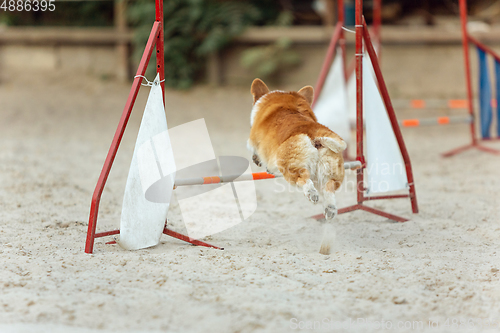 Image of Little cute Corgi dog performing during the show in competition