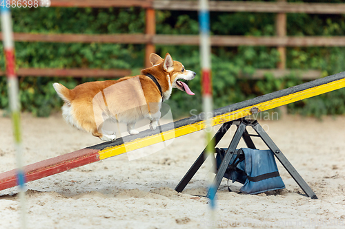 Image of Little cute Corgi dog performing during the show in competition