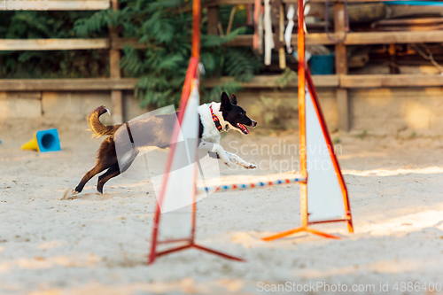 Image of Sportive dog performing during the show in competition