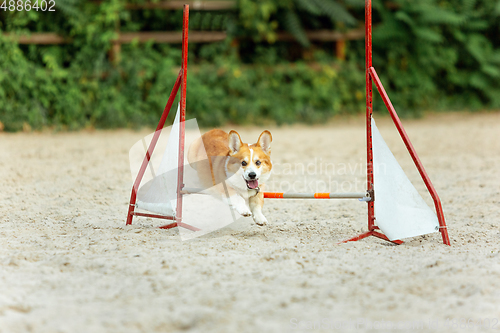 Image of Little cute Corgi dog performing during the show in competition