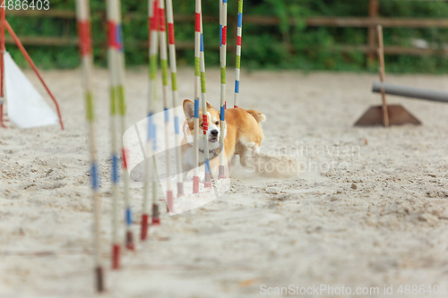 Image of Little cute Corgi dog performing during the show in competition