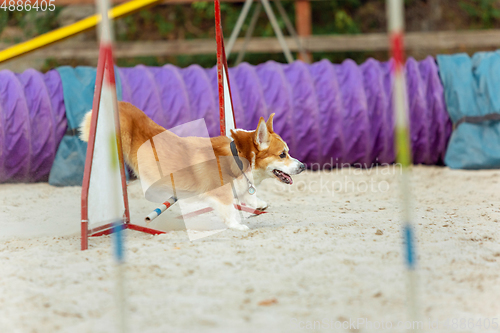 Image of Little cute Corgi dog performing during the show in competition