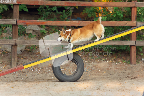 Image of Little cute Corgi dog performing during the show in competition