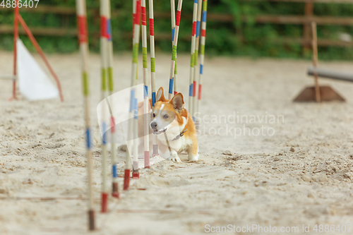 Image of Little cute Corgi dog performing during the show in competition