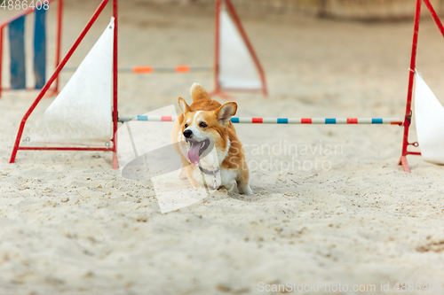 Image of Little cute Corgi dog performing during the show in competition