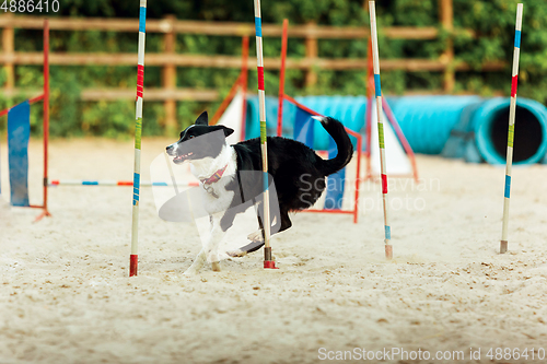 Image of Sportive dog performing during the show in competition