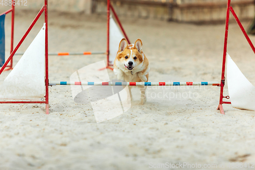 Image of Little cute Corgi dog performing during the show in competition