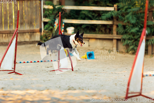 Image of Sportive dog performing during the show in competition