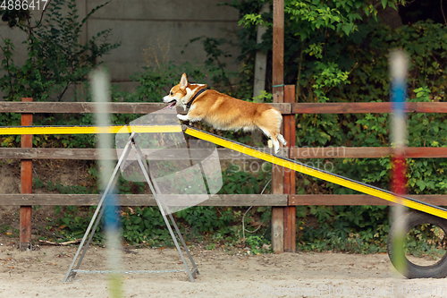 Image of Little cute Corgi dog performing during the show in competition