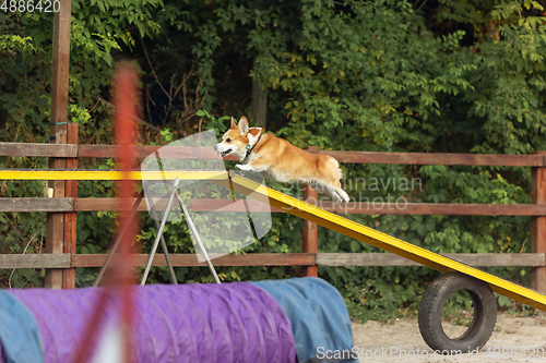 Image of Little cute Corgi dog performing during the show in competition