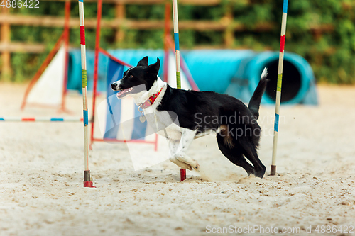 Image of Sportive dog performing during the show in competition