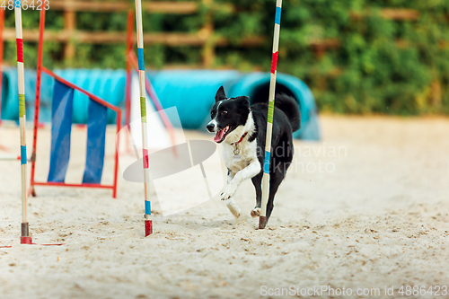 Image of Sportive dog performing during the show in competition