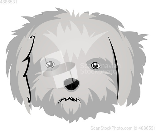 Image of Maltese illustration vector on white background