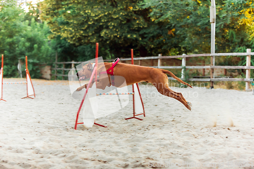 Image of Sportive dog performing during the show in competition