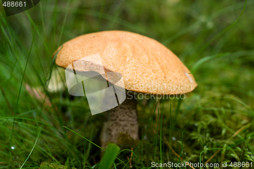 Image of porcini mushroom growing in forest