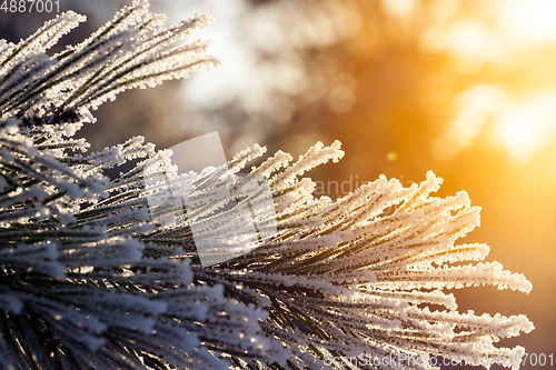 Image of Pine branch