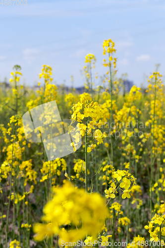 Image of blooming yellow rape detail