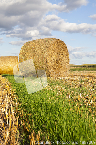 Image of dried golden straw