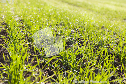 Image of green grass