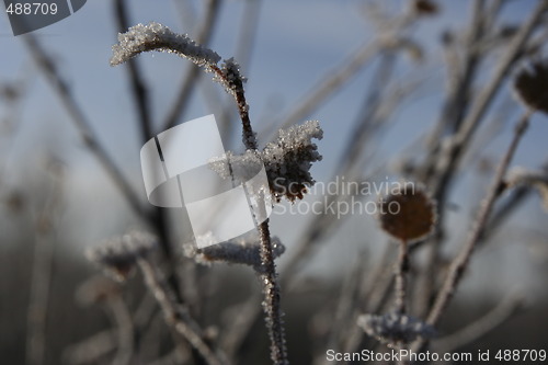 Image of Ice, in the morning