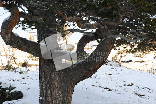 Image of tree in wintertime