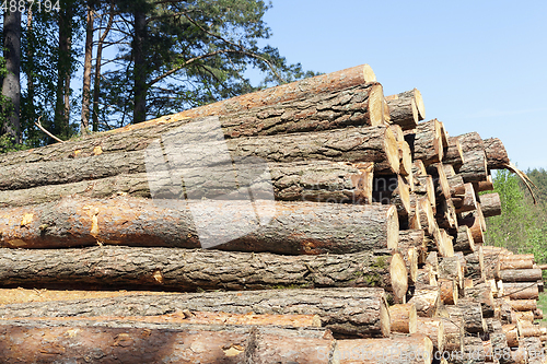 Image of Logs of trees