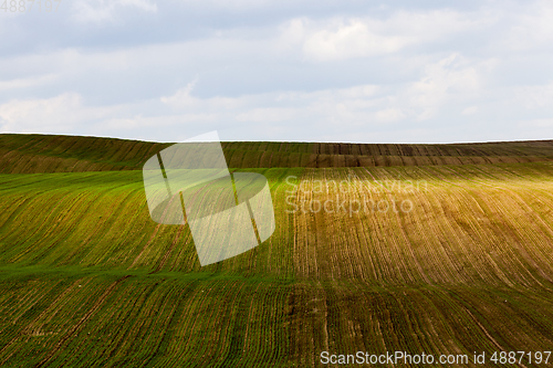 Image of sprout wheat