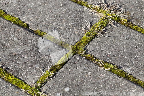 Image of moss and grass