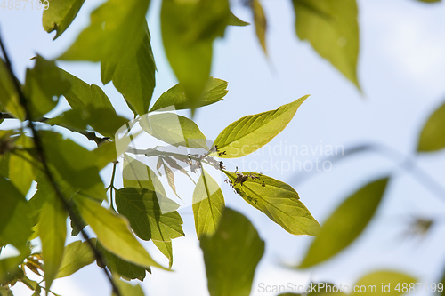 Image of flowering trees