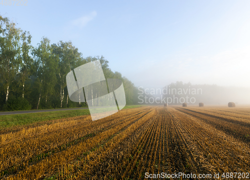 Image of harvest cereals