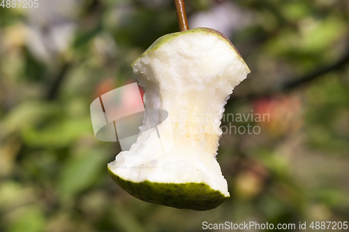 Image of gnawed pear
