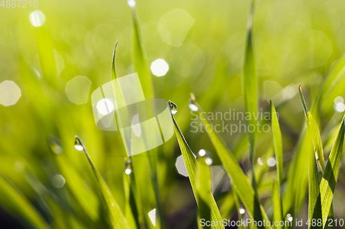 Image of dew a green grass