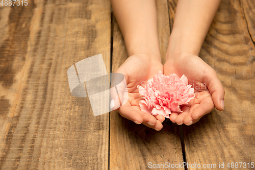 Image of Human hands holding tender summer flower together isolated on wooden background with copyspace
