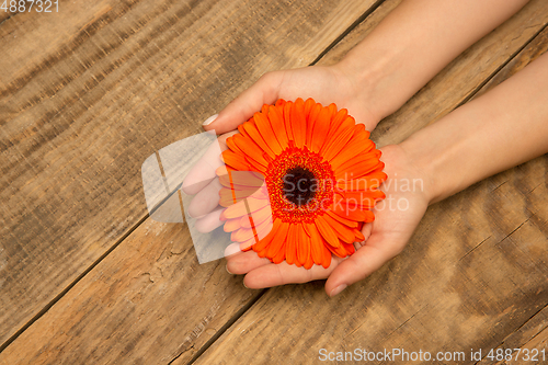 Image of Human hands holding tender summer flower together isolated on wooden background with copyspace