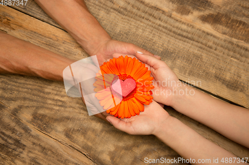 Image of Human hands holding tender summer flower together isolated on wooden background with copyspace